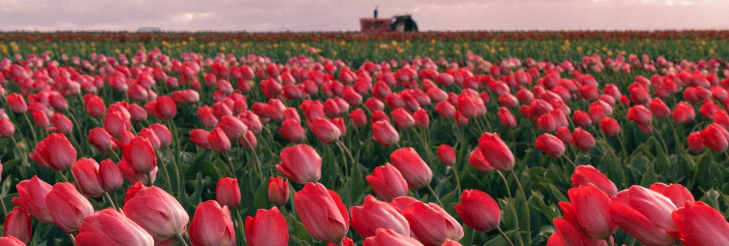 Beautiful shot of red tulips blooming in a large agricultural