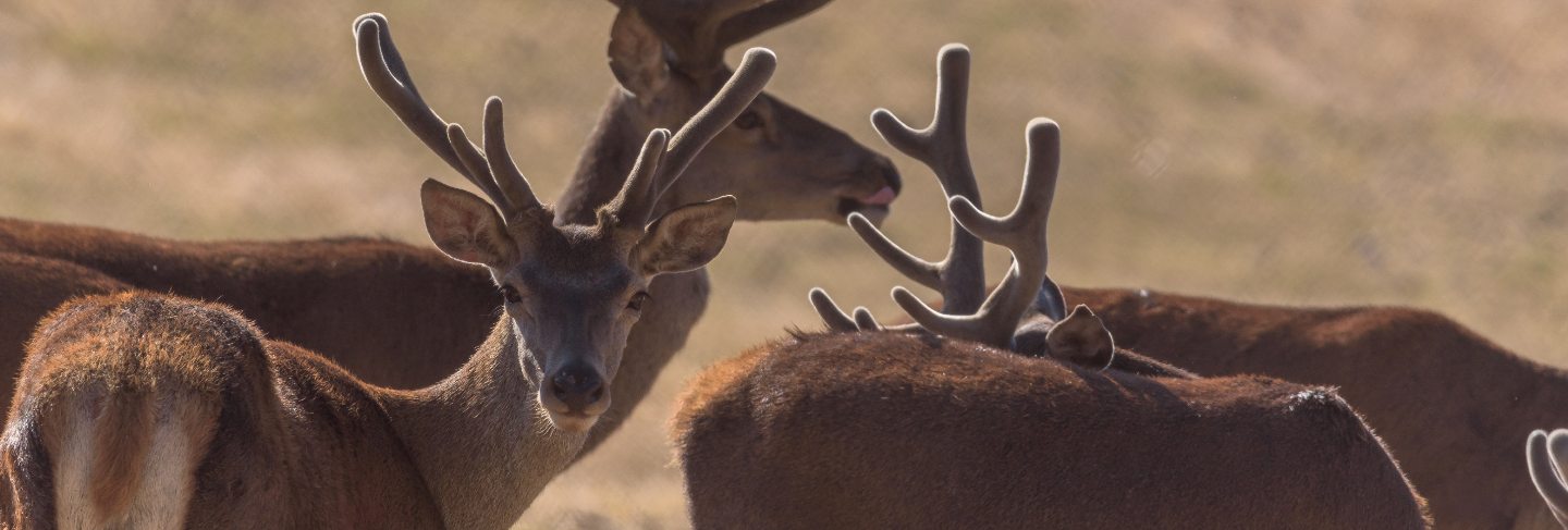 Herd of wild deer in the fields on a sunny day