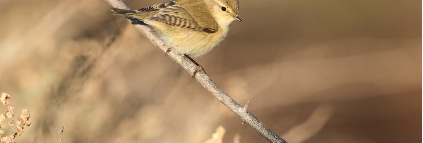 Migrant common chiffchaff phylloscopus collybita, Free Photo