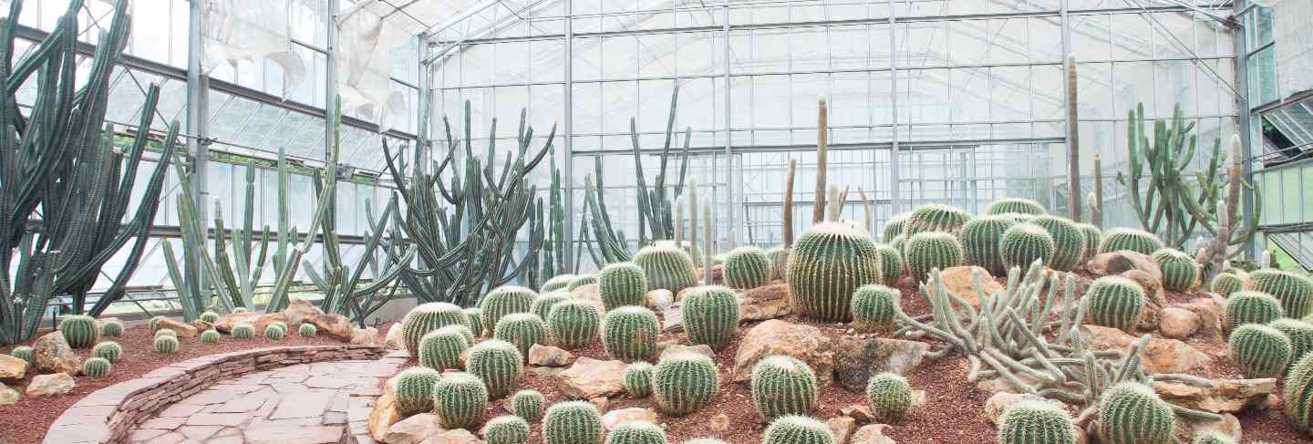 Botanical flora bloom garden botany heat
