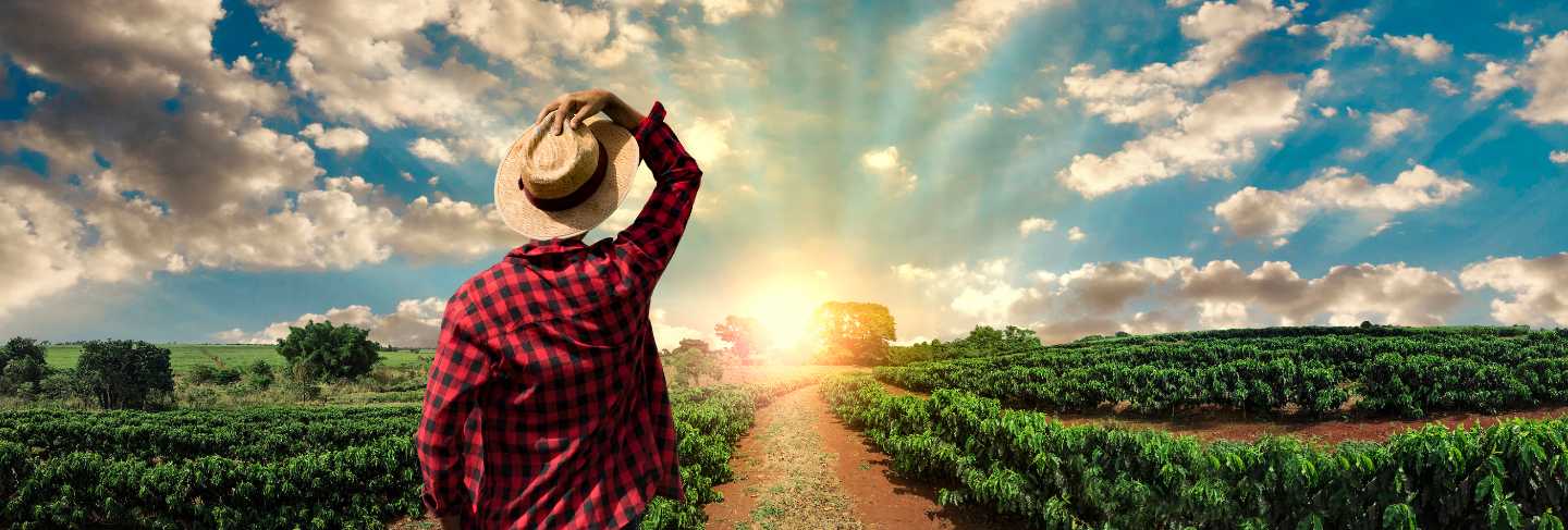 Farmer working on coffee field at sunset outdoor