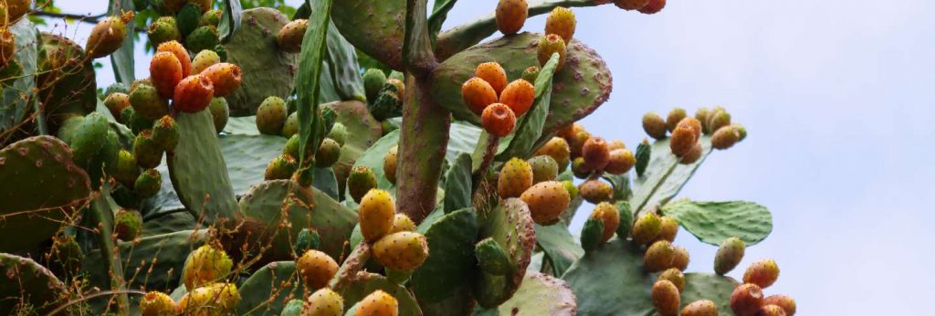 Plant of opuntia ficus-indica