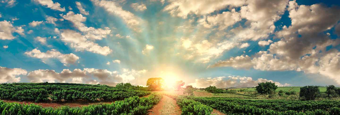 Plantation - sunset at the coffee field landscape