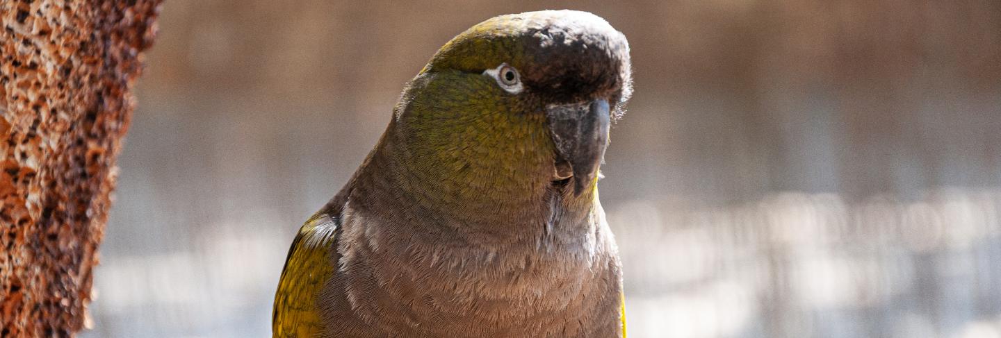 Parrot in a tree