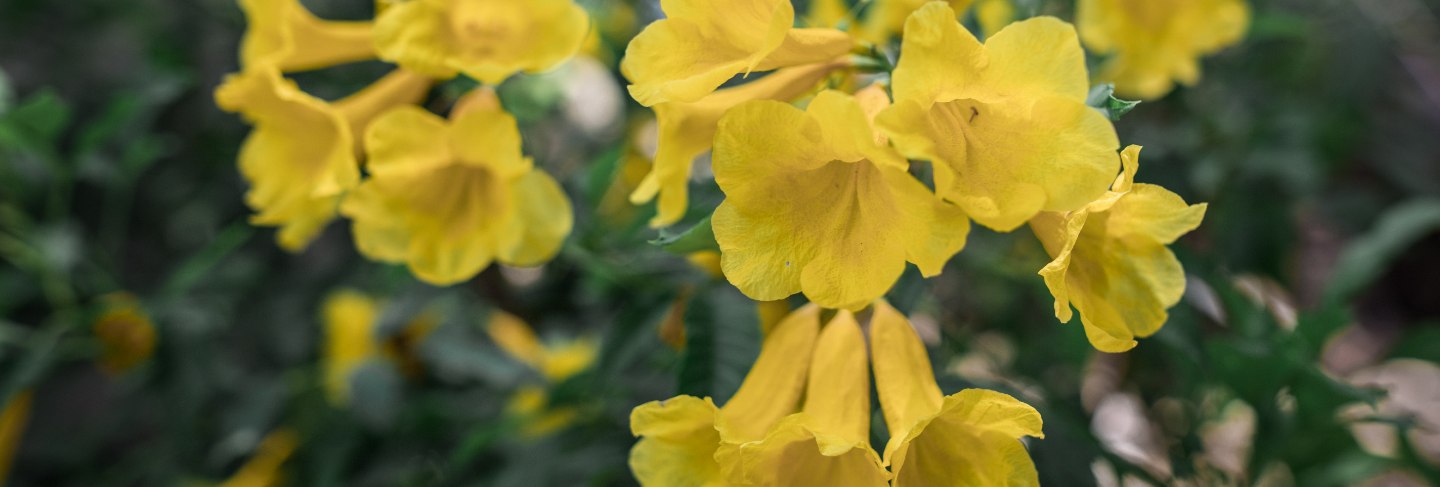 Flowers yellow trumpetbus