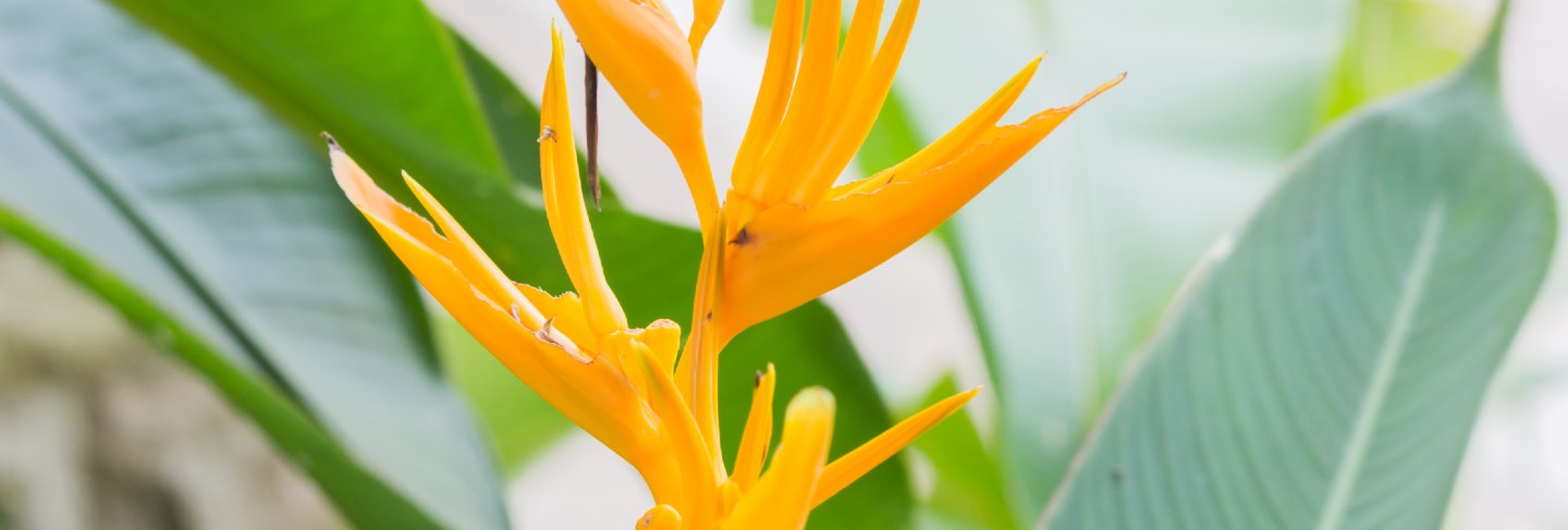 Heliconia golden torch (heliconia psittacorum x heliconia spathocircinata)