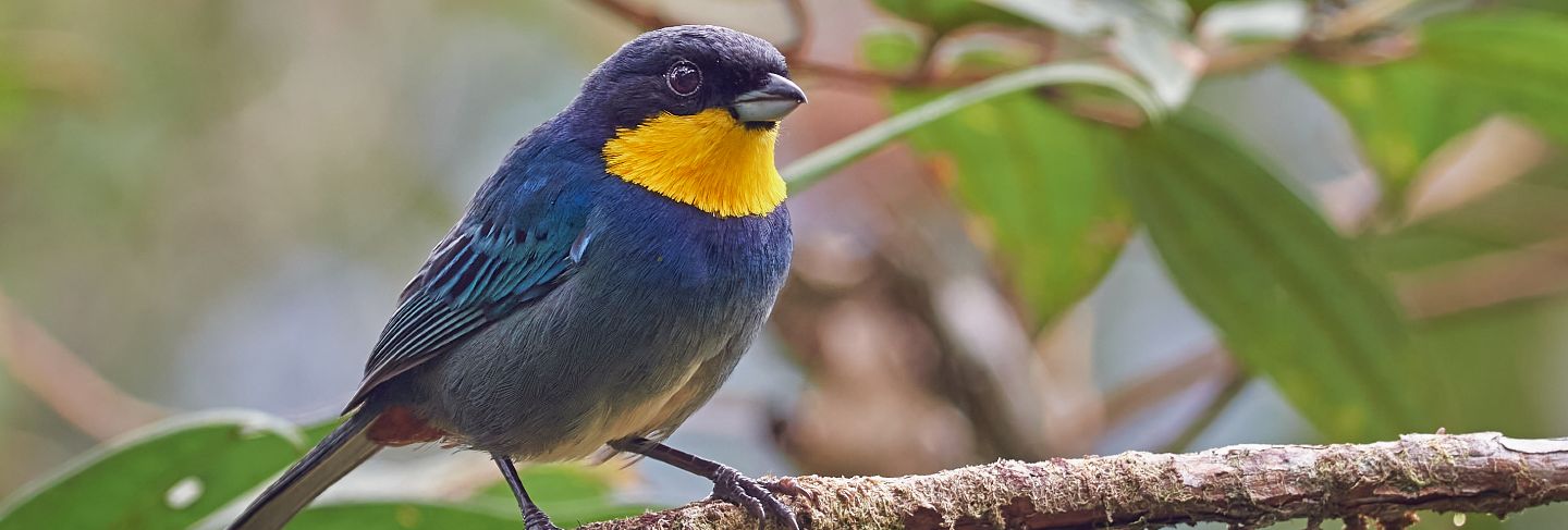 Incredible and colorful bird perched on a tree branch