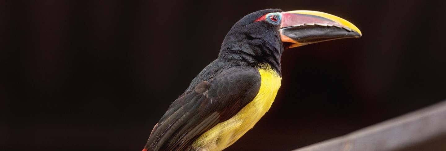 Green aracari, pteroglosssus viridis, little exotic toucan perched on a tree branch