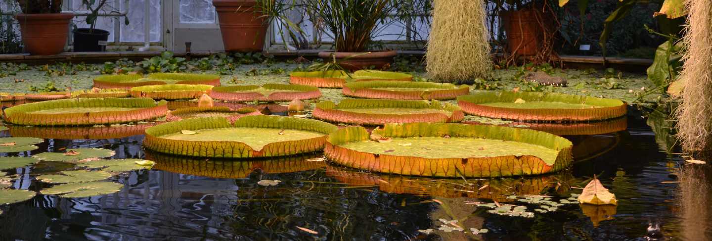Victoria water lilies
