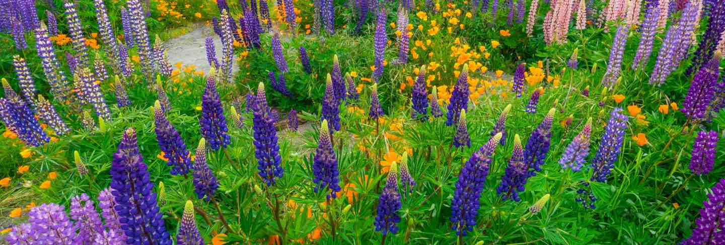 Landscape at lake tekapo lupin field in new zealand