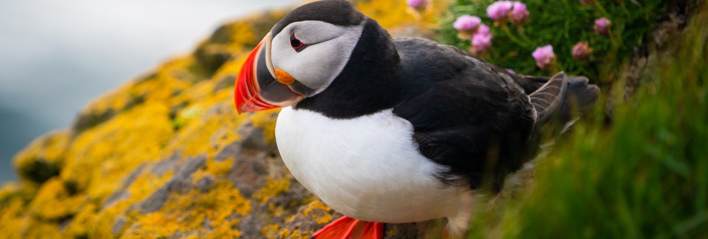 Wild atlantic puffin seabird in the auk family