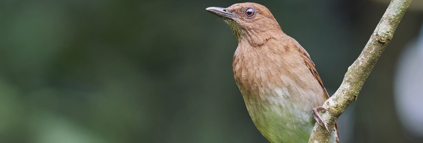 Bird on a branch looking for food
