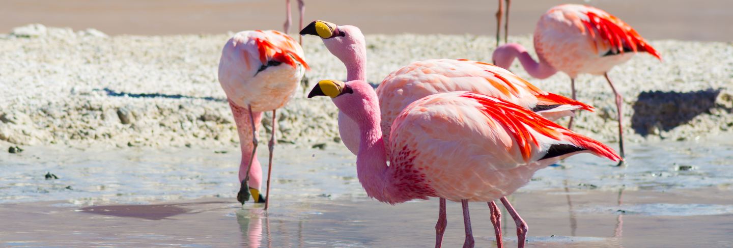 Pink flamingos
