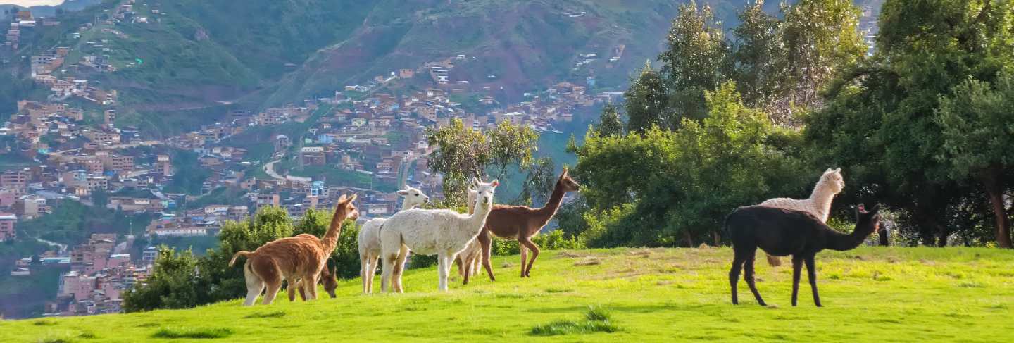 Llamas and alpacas at sacsayhuaman, incas ruins in the peruvian andes, cusco, peru