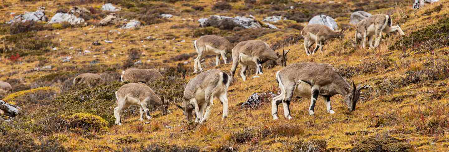 Chamois, rupicapra rupicapra, on the rocky hill, forest