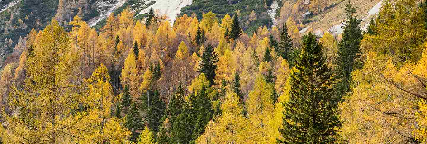 Colorful autumn forest in slovenian alps with huge rocky mountains