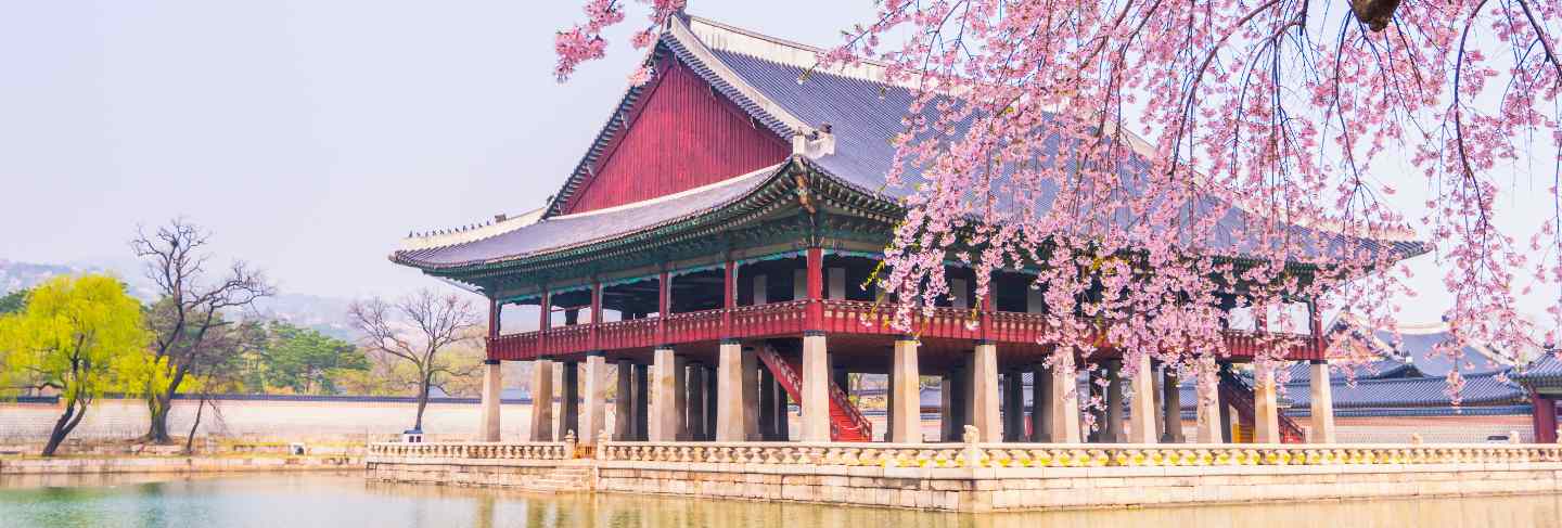 Cherry blossom in gyeongbokgung palace. seoul, south korea