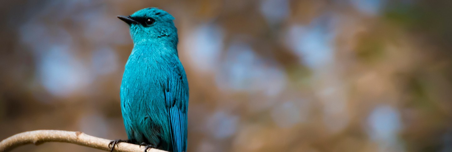 Beautiful blue bird verditer flycatcher