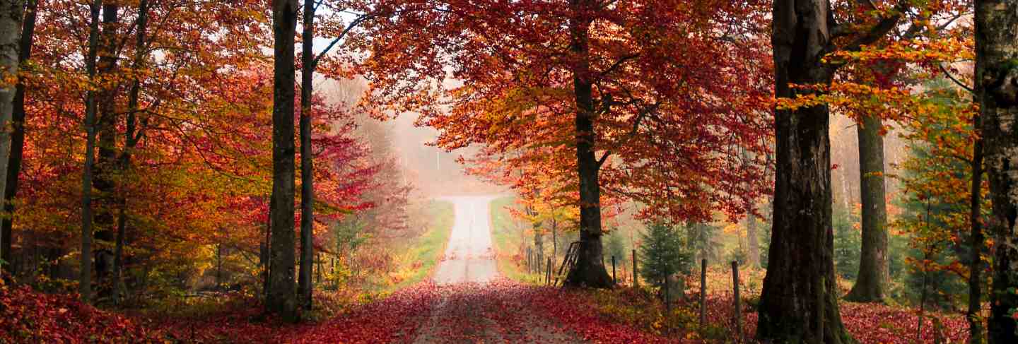Maple trees in forest