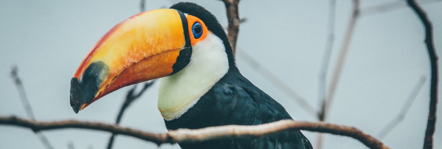 Wide selective focus shot of a toucan on a tree branch