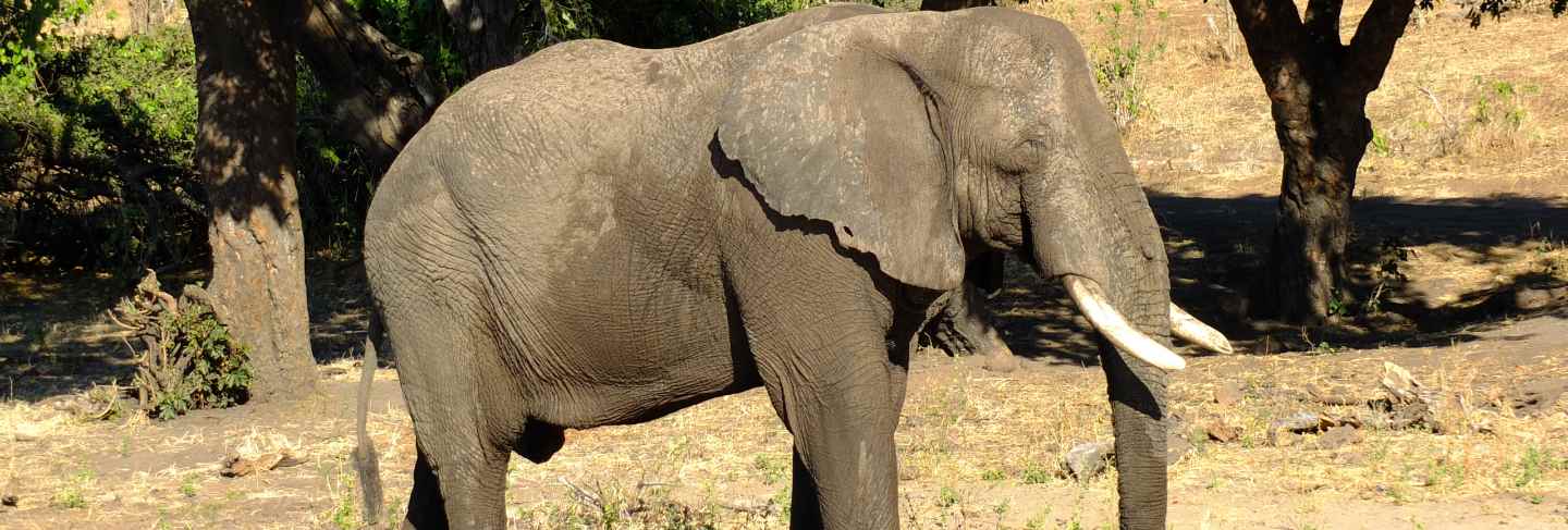 The elephant on the coast of Zambezi river, Botswana