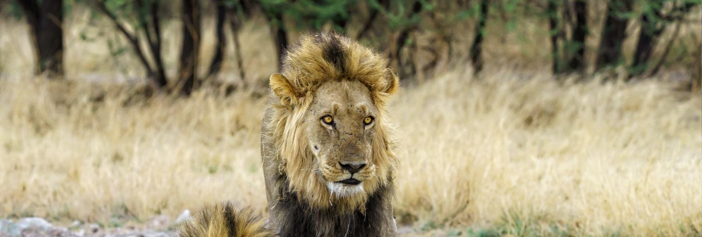 Two lion blood brothers drinking
