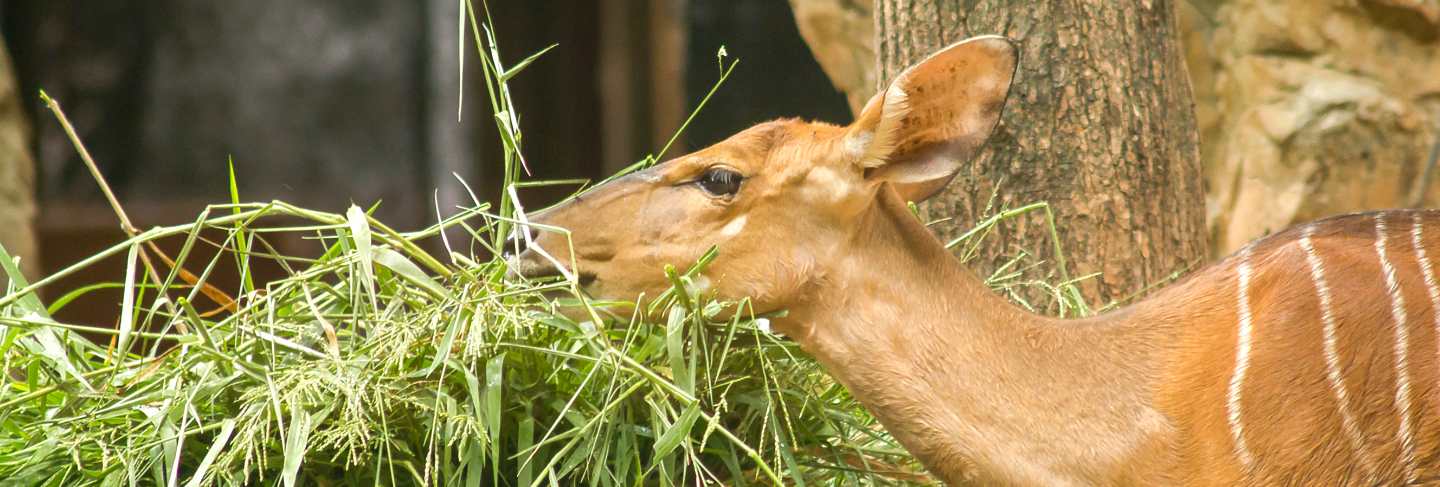 Nyala in the zoo that catch the grass