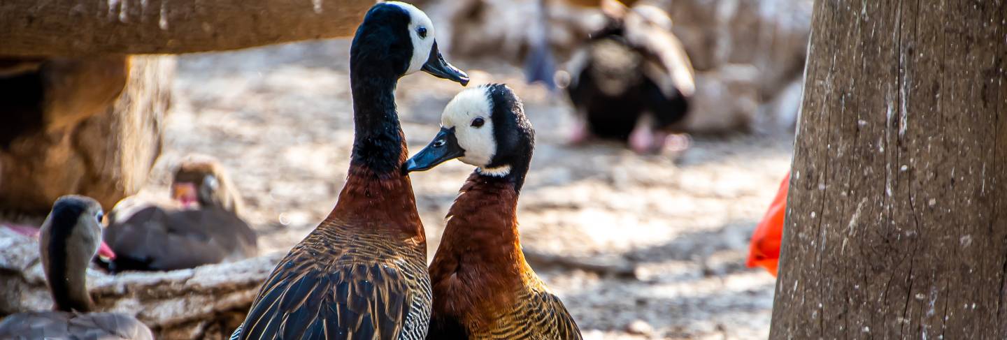 Close-up of a couple of white-faced whistling duck