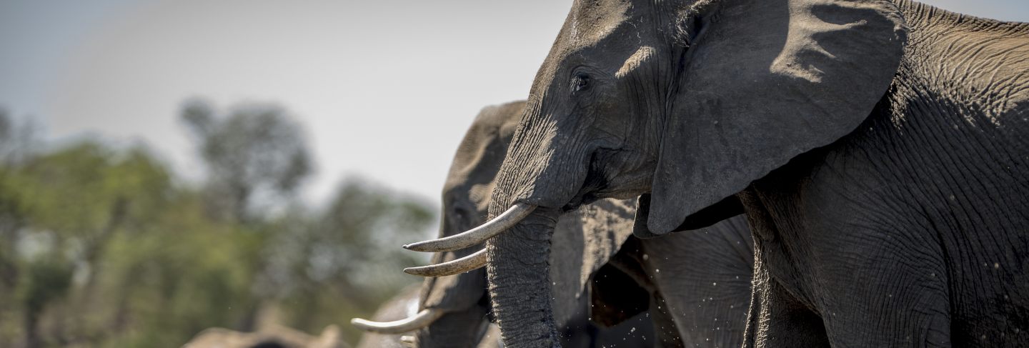 Elephants drinking water