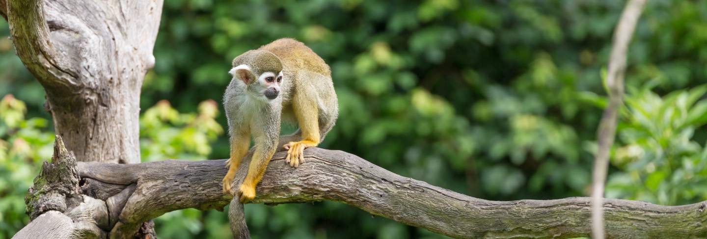 Portrait of squirrel monkey saimiri sciureus sitting on a tree branch