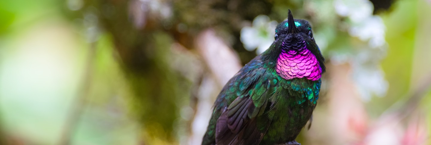 Pink-necked hummingbird on a branch