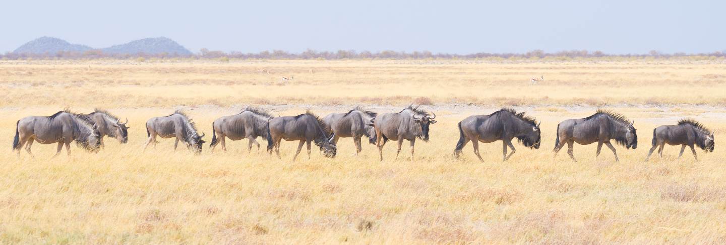 Herd of blue wildebeest grazing in the bush