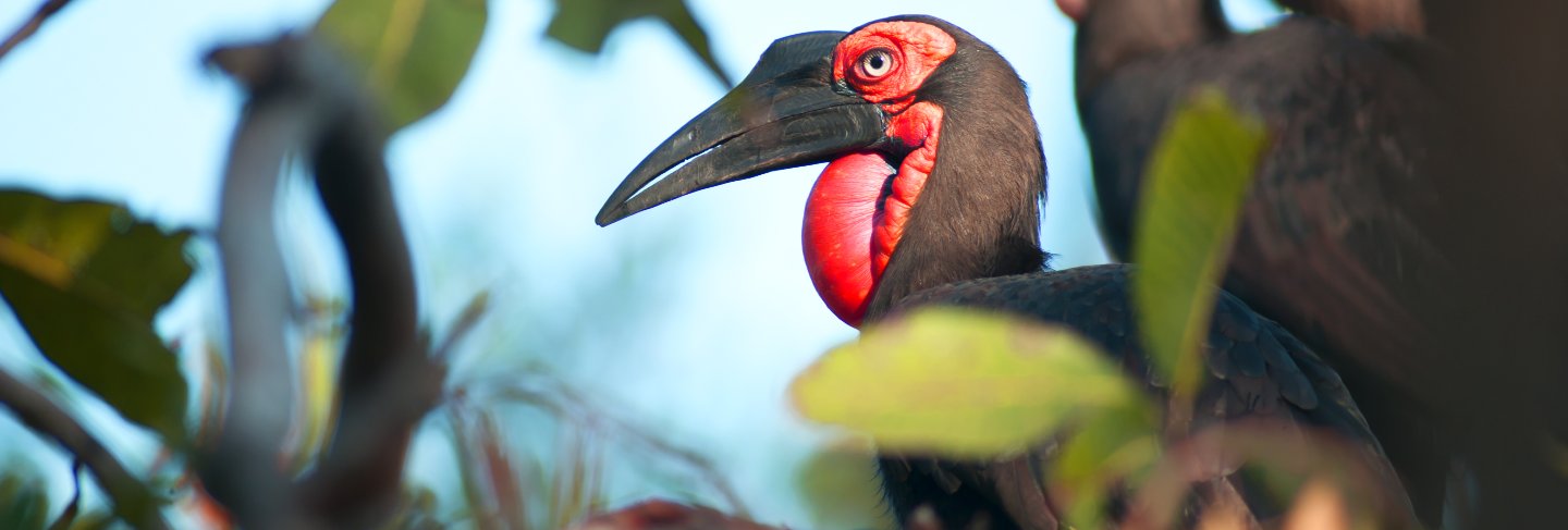 Southern ground hornbill