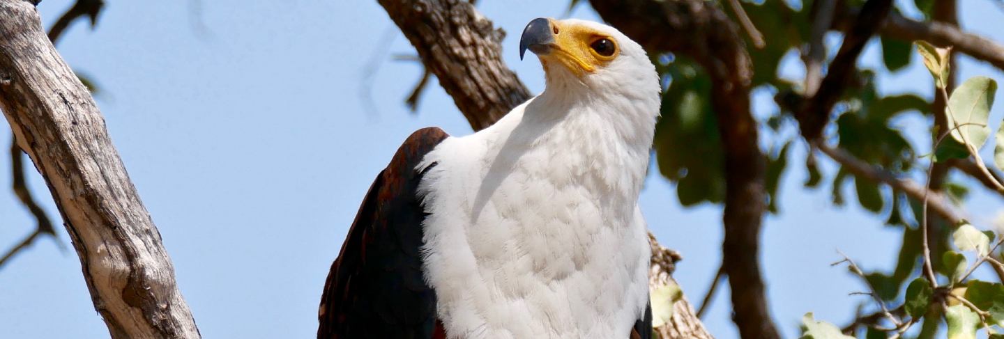 Fish eagle in south luangwa, zambia