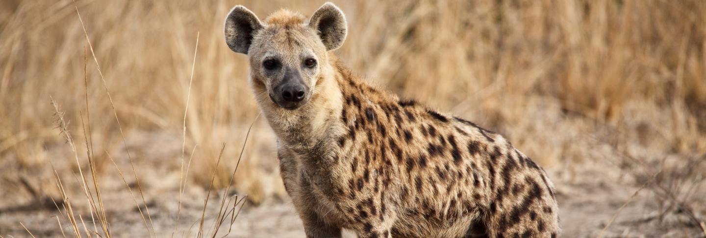 Spotted hyena