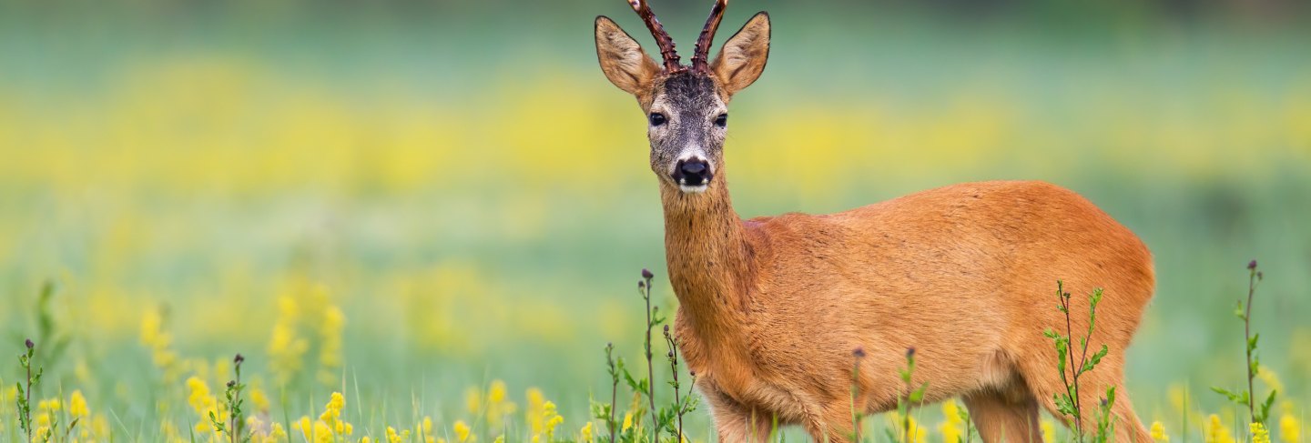 Roe deer buck facing camera on a flower covered lawn in wilderness