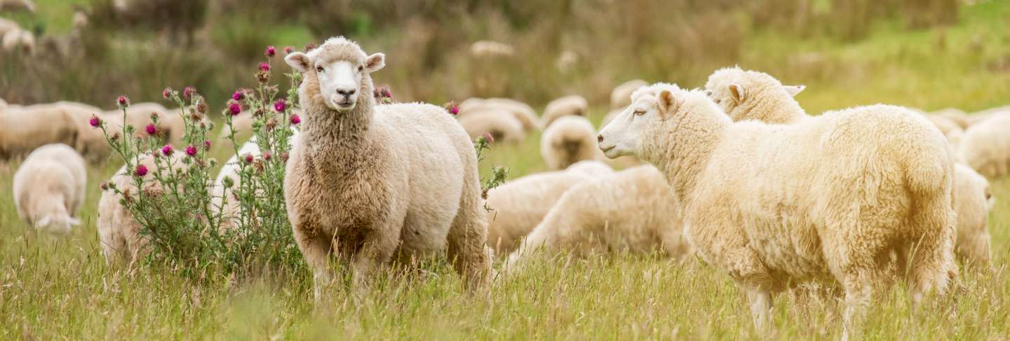 Flock of sheeps grazing in green farm in new zealand with warm sunlight