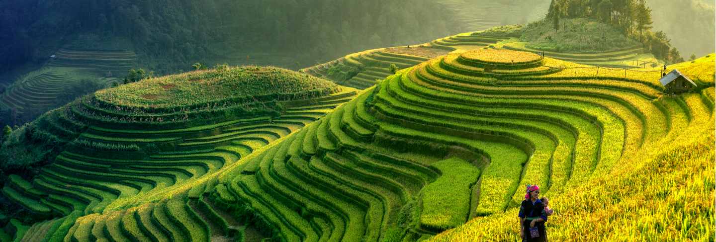 Panorama symbol of vietnamese rice terraces,mu cang chai.yenbai,vietnam