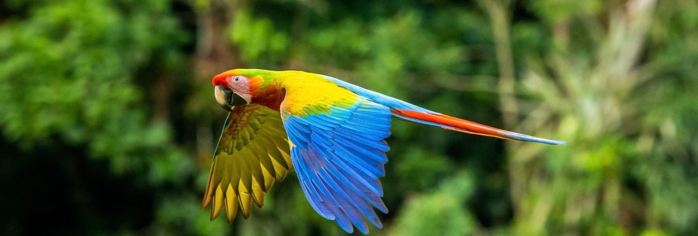 Scarlet macaw, ara macao, in tropical forest, costa rica. red bird in flight in the green jungle habitat.