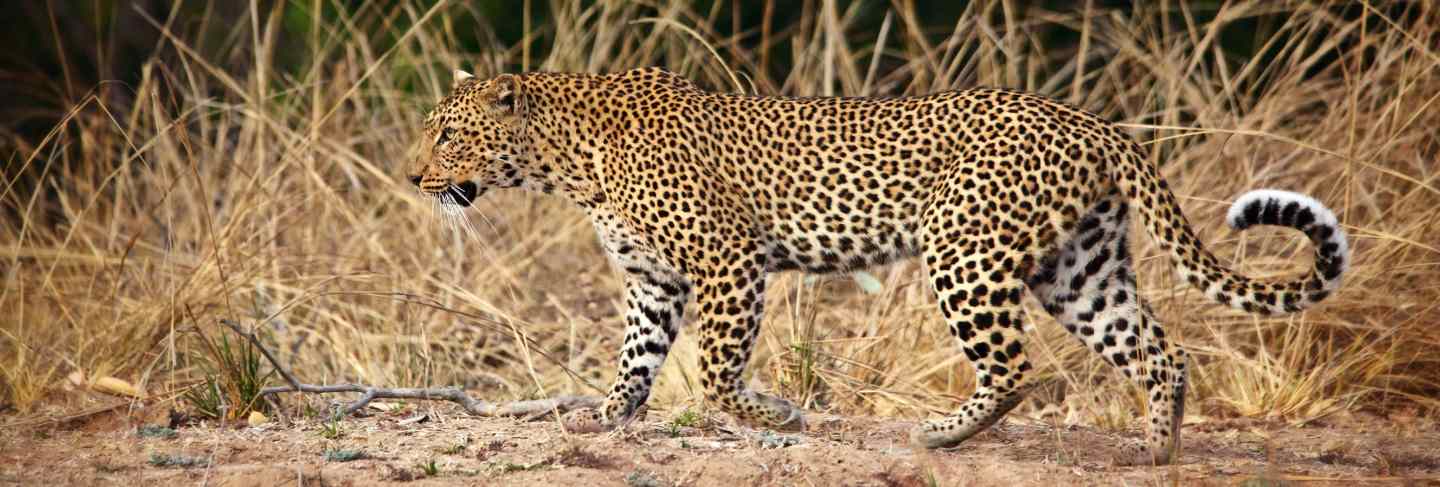 Leopard portrait