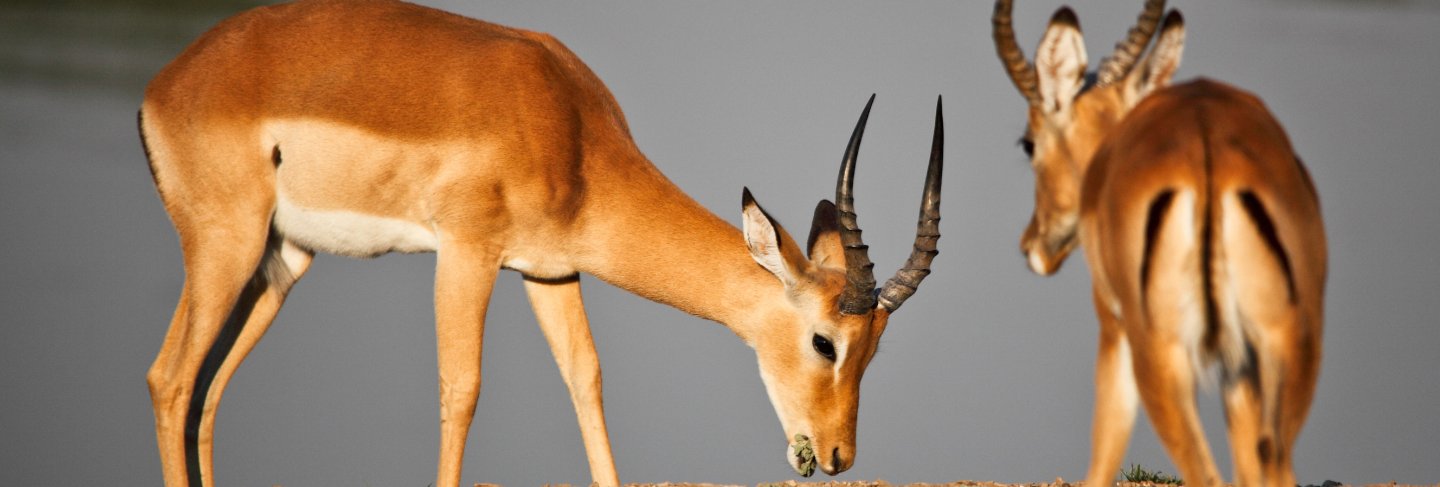 Male impala