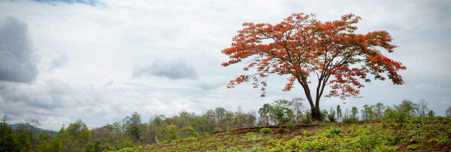A caesalpinia pulcherrima tree with poor lighting in cloudy day