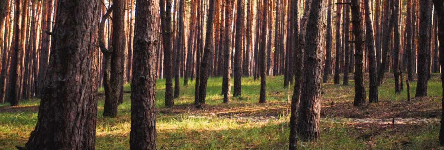 Beautiful picture of a pine forest at sunset