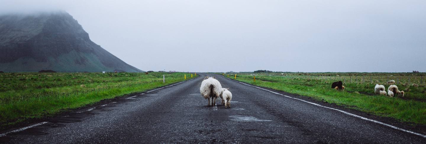 Sheep on the road in iceland