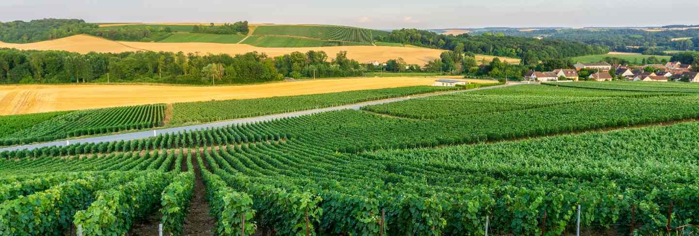 Row vine grape in champagne vineyards at montagne de reims countryside village