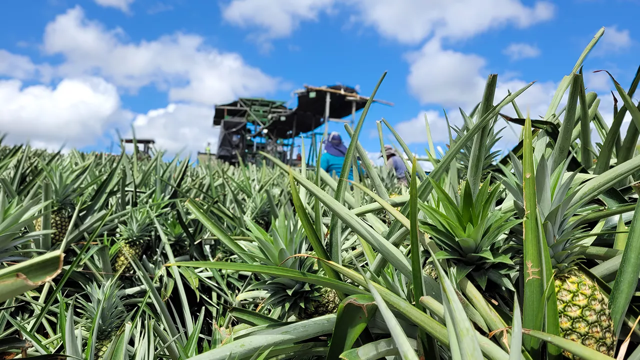 eco:fibr Live Pitch mit Q&A Session