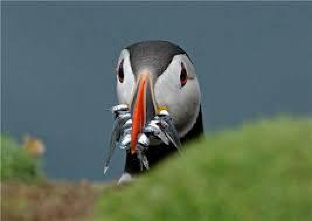 Puffin