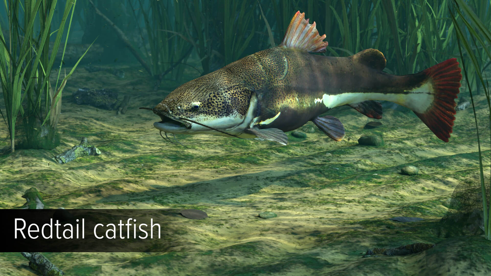 Picture of Ultimate Fishing Simulator - Amazon River DLC Picture of Ultimate Fishing Simulator - Amazon River DLC