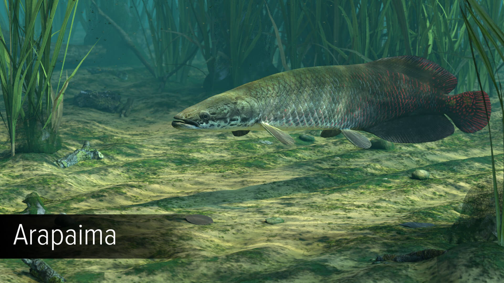 Picture of Ultimate Fishing Simulator - Amazon River DLC Picture of Ultimate Fishing Simulator - Amazon River DLC