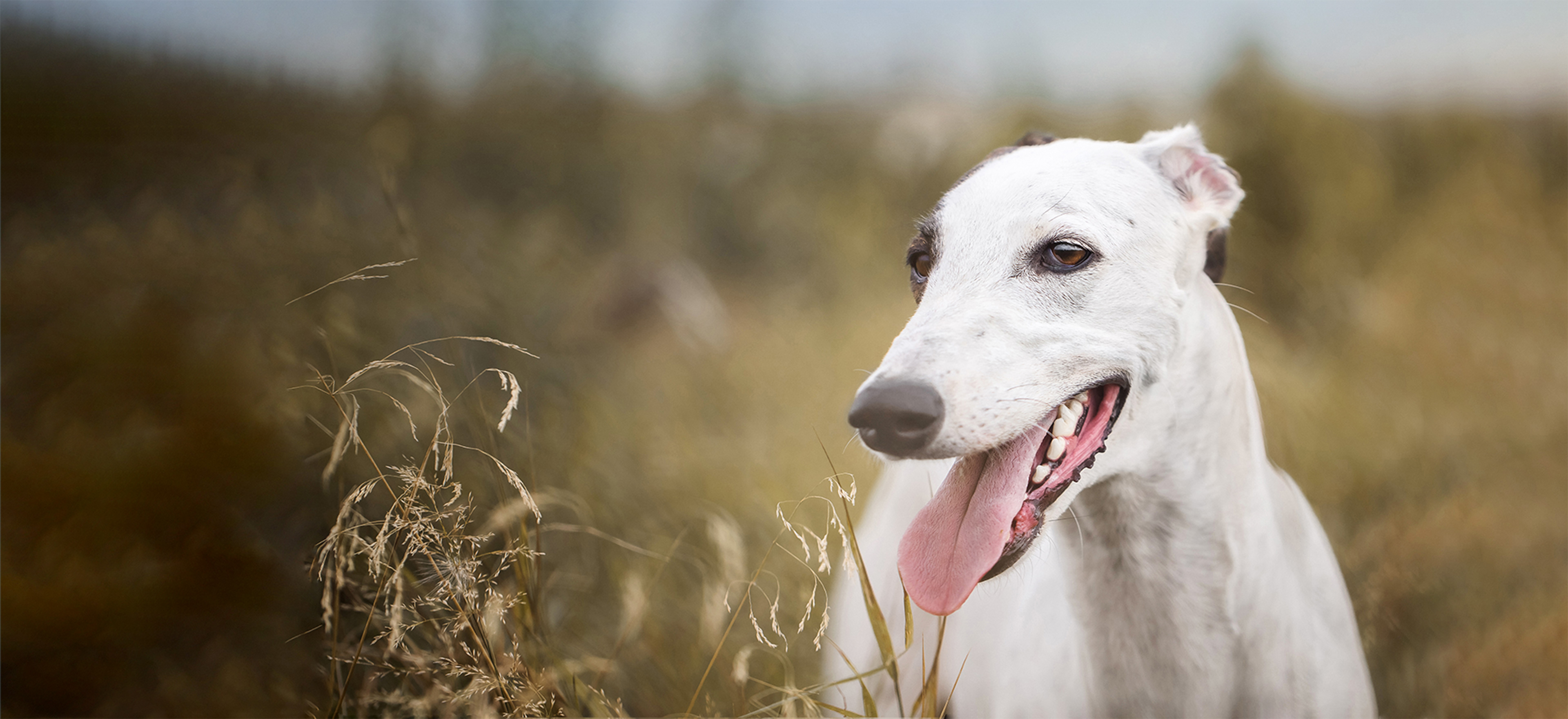 British Greyhound Results British Greyhound Results